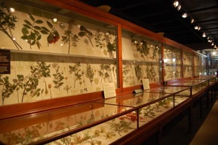 Harvard_plant_glass